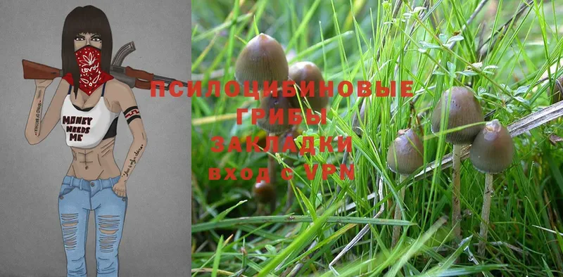 Псилоцибиновые грибы Psilocybe  Воткинск 